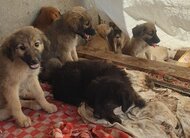 Компания DEALS является спонсором приюта бездомных животных
