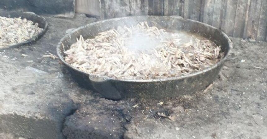 Компания DEALS является  спонсором приюта бездомных животных