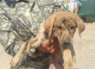 Компания DEALS является спонсором приюта бездомных животных