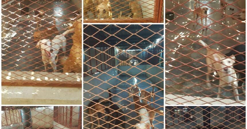 DEALS4WHEELS  is a sponsor of the STRAY DOG CENTER shelter in  UMM AL QUAWAIN UAE