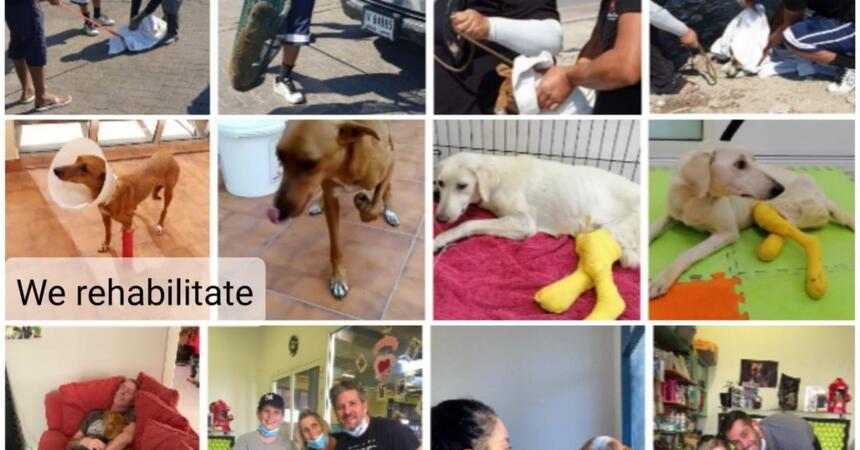 DEALS4WHEELS  is a sponsor of the STRAY DOG CENTER shelter in  UMM AL QUAWAIN UAE