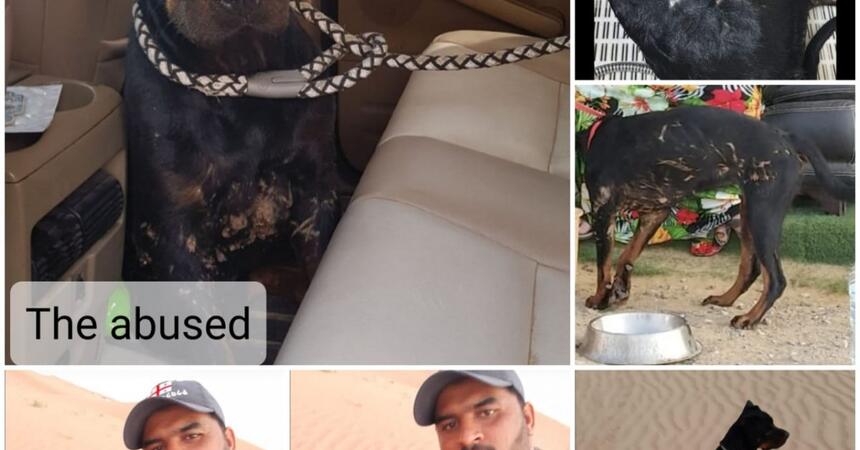 DEALS4WHEELS  is a sponsor of the STRAY DOG CENTER shelter in  UMM AL QUAWAIN UAE