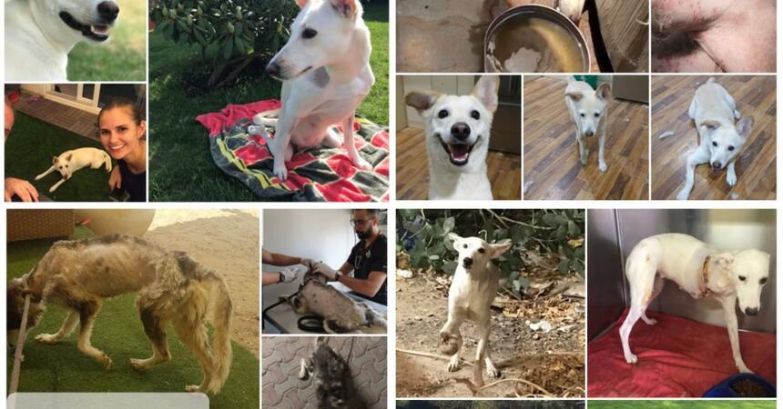 DEALS4WHEELS  is a sponsor of the STRAY DOG CENTER shelter in  UMM AL QUAWAIN UAE