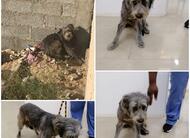 DEALS4WHEELS  is a sponsor of the STRAY DOG CENTER shelter in  UMM AL QUAWAIN UAE