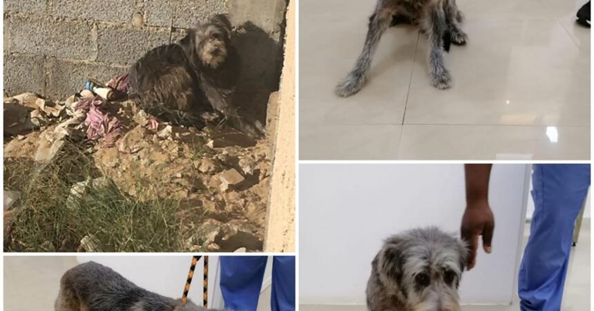 DEALS4WHEELS  is a sponsor of the STRAY DOG CENTER shelter in  UMM AL QUAWAIN UAE